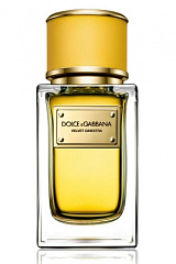 Dolce & Gabbana - Velvet Ginestra